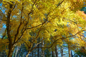 Fototapeta premium 紅葉