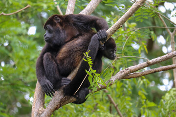 Howler Monkey Mom and Baby