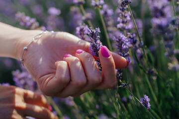 summer touch. pink manicure in lavender field. High quality photo