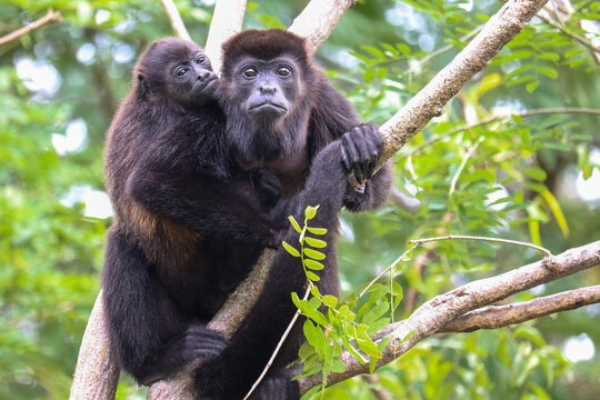 Howler Monkey Baby Hugging it's Mom