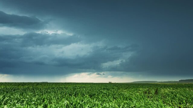 Cloudy Rainy Sky. Dramatic Sky With Dark Clouds In Rain Day. Storm And Clouds Above Summer Maize Corn Field. Time Lapse, Timelapse, Time-lapse. Hyper lapse 4K. Agricultural And Weather Forecast