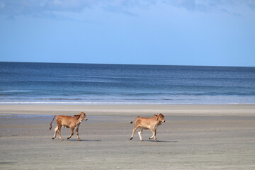 Calves on the Beach
