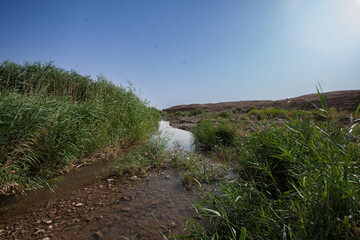 Reed Bed Landscape Along A Narrow Creek Taken In Rural Parts Of Isfahan, Iran Under A Bright Daylight Blue Sky