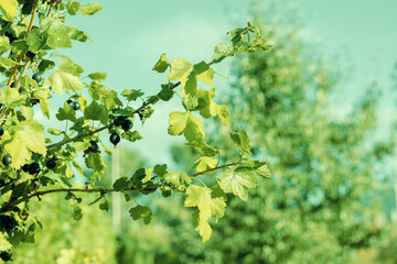 Ripe blackcurrant berries grow on a branch.High quality photo
