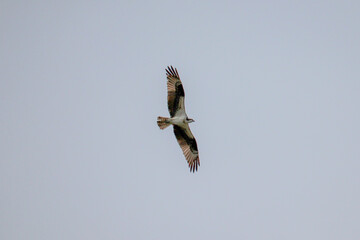 Soaring Osprey