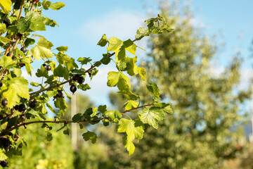 Ripe blackcurrant berries grow on a branch.High quality photo