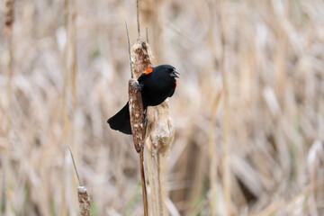 Red Winged Blackbird on a Reed
