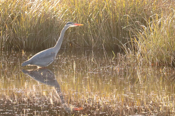A Heron Reflection