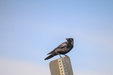 Crow on the Sign