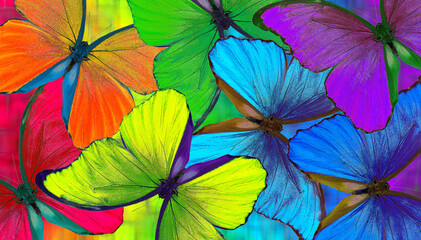Fototapeta na wymiar Colors of rainbow. Bright colorful tropical morpho butterflies. Color concept. Bright tropical background