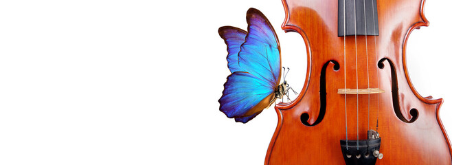 violin isolated on white closeup. beautiful blue morpho butterfly on violin. music concept. copy...