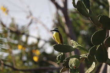 Golden Bellied Flycatcher