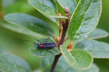 Beetle on the Leaf
