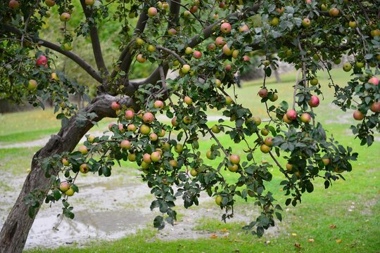 Apples hanging on a tree and ready to be plucked, an image from a garden of Hunza (Gilgit Baltistan), Pakistan. 