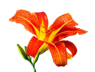 bright orange lily flower in water drops isolated on white. selective focus