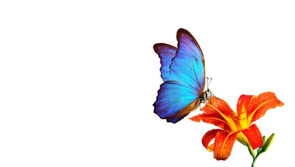 Obraz na płótnie Canvas colorful blue tropical morpho butterfly on bright orange lily flower isolated on white. copy space