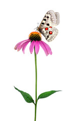 bright apollo butterfly on echinacea purpurea flower isolated on white. butterfly on a flower