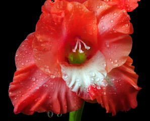 gladiolus flower in water drops on black close-up. - obrazy, fototapety, plakaty