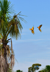 A pair of blue-and-yellow macaws (Ara ararauna) flying to a palm tree on the Amazonian wetlands near Cabixi, Rondônia state, Brazil © Pedro