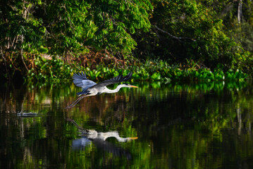 A Cocoi heron (Ardea cocoi) flying over the Guaporé-Itenez river, near the remote village of Remanso, Beni Department, Bolivia, on the border with Rondonia state, Brazil