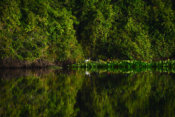A Cocoi heron (Ardea cocoi) amidst the lush rainforest on the banks of the Guaporé-Itenez river, near the remote village of Remanso, Beni Department, Bolivia, on the border with Rondonia state, Brazil