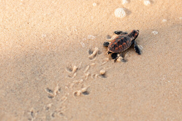Newborn sea turtle in the sand on the beach walking to the sea after leaving the nest - Powered by Adobe