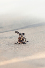 Newborn sea turtle in the sand on the beach walking to the sea after leaving the nest