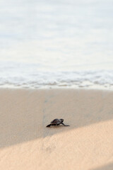 Newborn sea turtle in the sand on the beach walking to the sea after leaving the nest