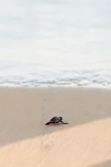 Foto op Canvas Newborn sea turtle in the sand on the beach walking to the sea after leaving the nest © rjuniormb