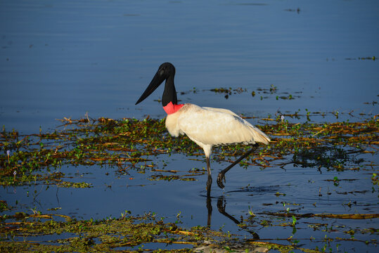 A Jabiru (Jabiru mycteria), also known as Tuiui&uacute;, on wetlands of the Guapor&eacute; - Itenez river on the remote Fazenda Laranjeiras farm, Rondonia state, on the border with the Beni Department, Bolivia