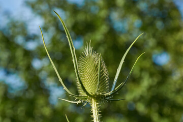 Teasel (lat. Dipsacus) blooms in the garden. Teasel family (lat. Dipsacoideae) is a subfamily of...