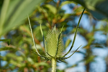 Teasel (lat. Dipsacus) blooms in the garden. Teasel family (lat. Dipsacoideae) is a subfamily of...