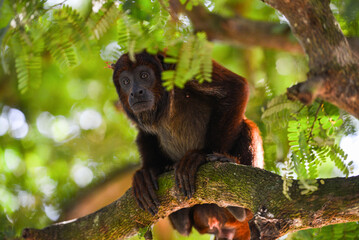 A Purús red howler monkey (Alouatta puruensis) adopted as a pet by the inhabitants of the remote village of Ricardo Franco, Vale do Guaporé Indigenous Land, Rondônia state, Brazil