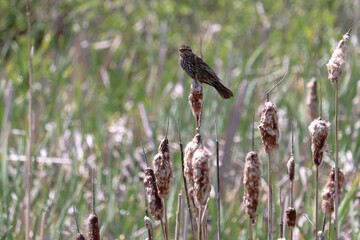 Red Winged Blackbird