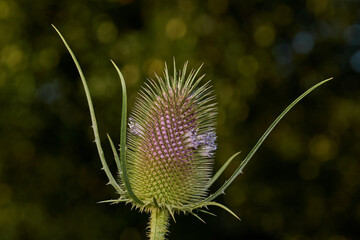 Teasel (lat. Dipsacus) blooms in the garden. Teasel family (lat. Dipsacoideae) is a subfamily of...