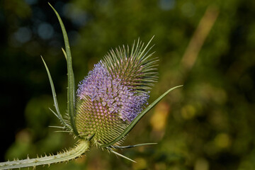 Teasel (lat. Dipsacus) blooms in the garden. Teasel family (lat. Dipsacoideae) is a subfamily of dicotyledonous plants of the family of Honeysuckle (lat. Caprifoliaceae).