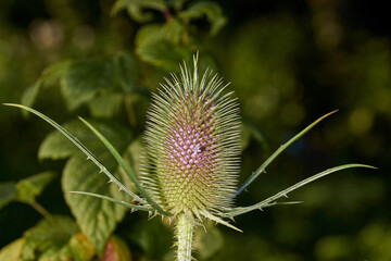 Teasel (lat. Dipsacus) blooms in the garden. Teasel family (lat. Dipsacoideae) is a subfamily of dicotyledonous plants of the family of Honeysuckle (lat. Caprifoliaceae).