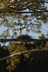 A couple of jabiru storks on a nest up in the trees of the Amazon rainforest, near the Terra Indígena Sagarana, or Sagarana Indigenous Land, Rondonia state, Brazil, on the border with Bolivia