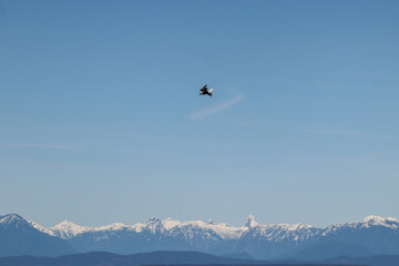 Eagle in the Sky