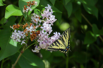 Butterfly on the Tree