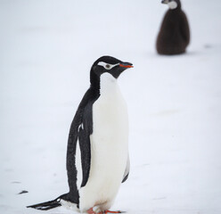 Obraz premium Stock Photo of Common Imagery from Life and The World