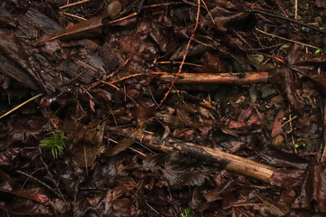 Frog Amongst the Leaves