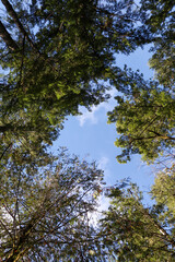 Gazing up Through the Trees