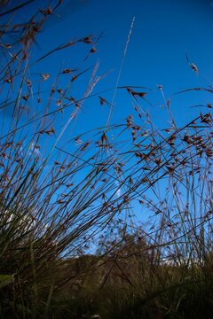 Low Angle Shot Of Red Oat Grass Under The Blue Sky, Themeda Triandra