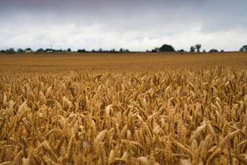 Golden wheat field ready for harvest in Skane, Sweden. Selective focus.