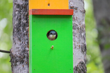 Swallow in the Box