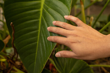 detail of a person's hands touching a natural leaf, nature wallpaper with part of the body, texture