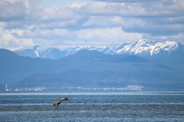 Heron Dance 3