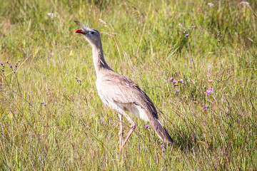 Red-legged seriema (Cariama cristata)