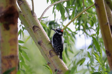 Three Toed Woodpecker